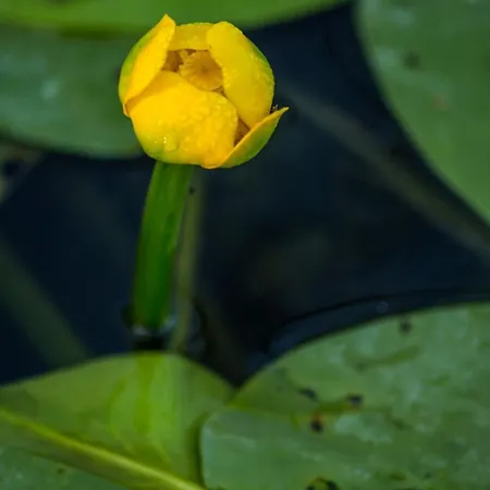 Casa Dochia Sfântu Gheorghe