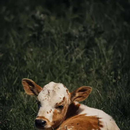 Casa Dochia بيت ضيافة